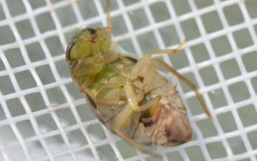 Naucoris maculatus